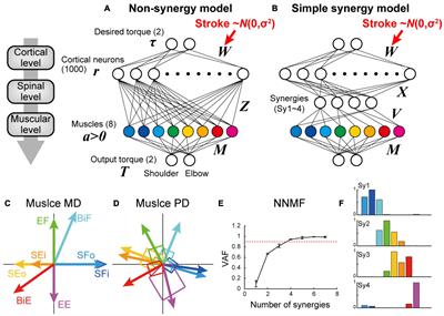 Neural Network Models for Spinal Implementation of Muscle Synergies